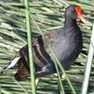Common Moorhen